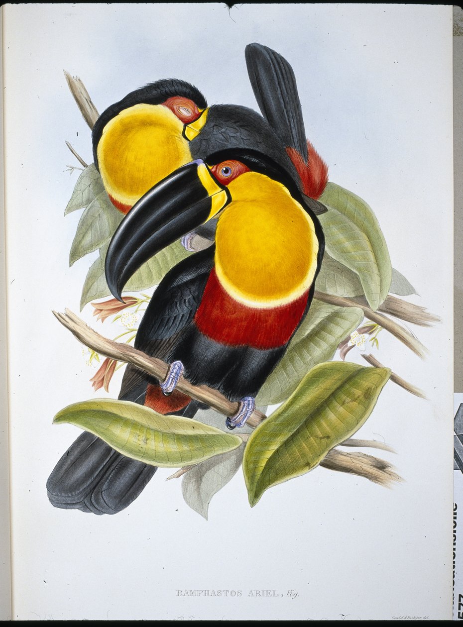 Ariel Toucan (Ramphastos Ariel) (hand-coloured litho) بواسطة جون (بعد) جولد