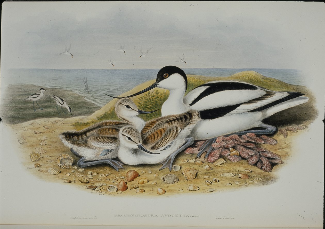 Avocet (Recurvirostra Avocetta) (ليثو ملون يدويًا) بواسطة جون (بعد) جولد