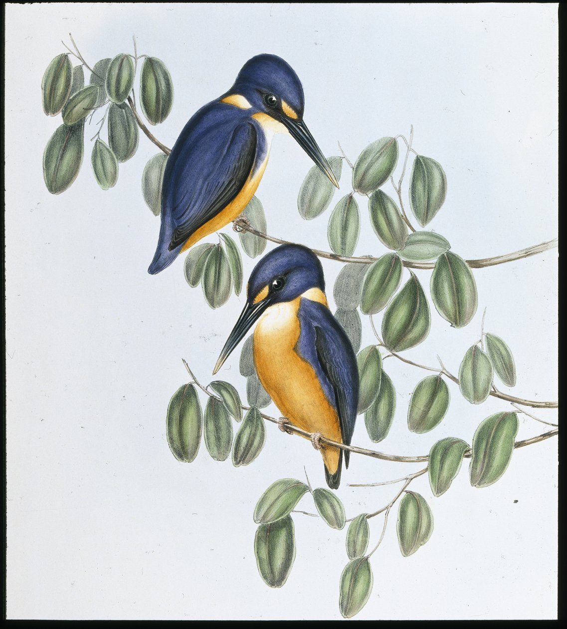 Azure Kingfisher (Alcyone Azurea) (حجر ملون يدويًا) بواسطة جون (بعد) جولد