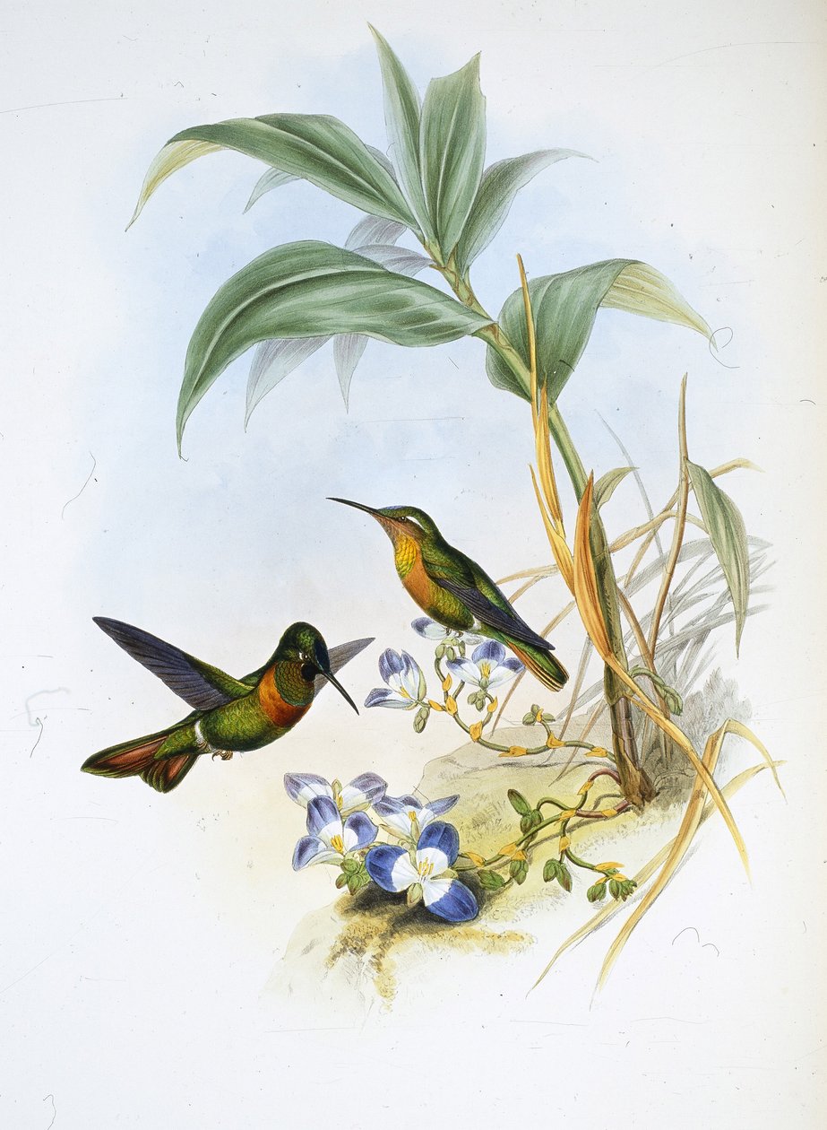 روبي النطاقات (Clytolaema Aurescens) (ليثو ملون يدويًا) بواسطة جون (بعد) جولد