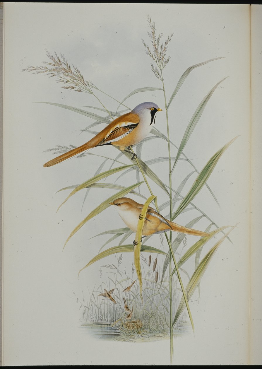 Bearded Tit (Calamophilus Biarmicus) (hand-coloured litho) بواسطة جون (بعد) جولد