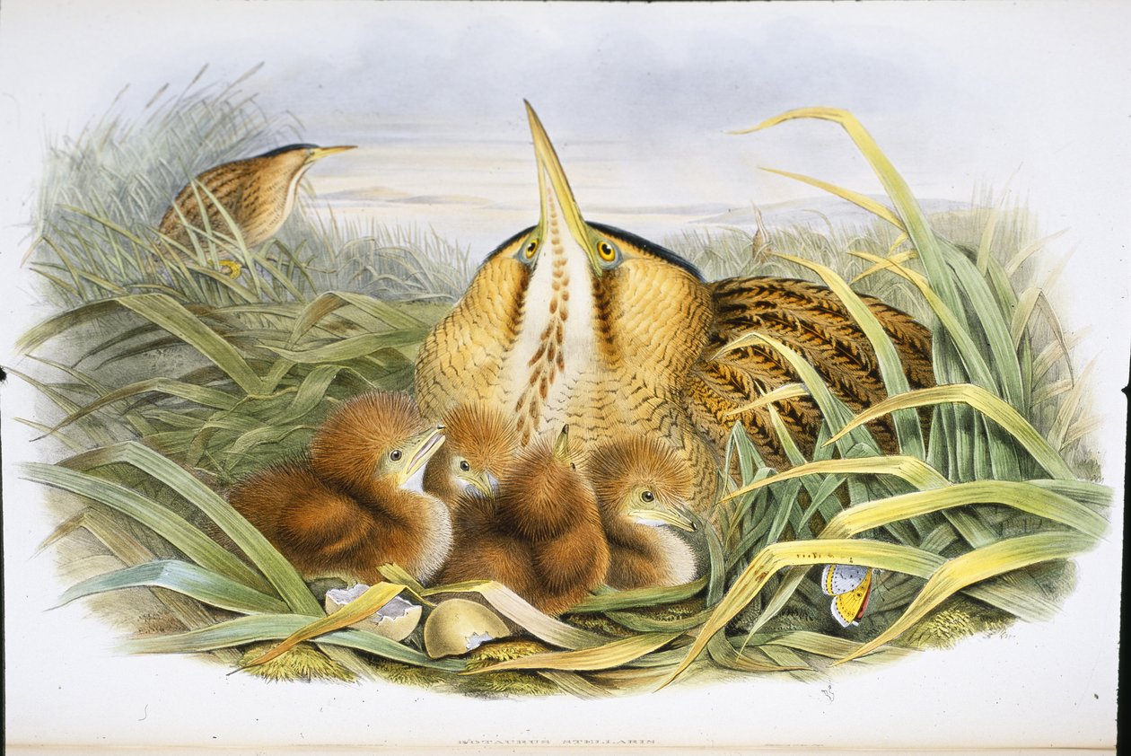 Bittern (Botaurus Stellaris) (hand-coloured litho) بواسطة جون (بعد) جولد