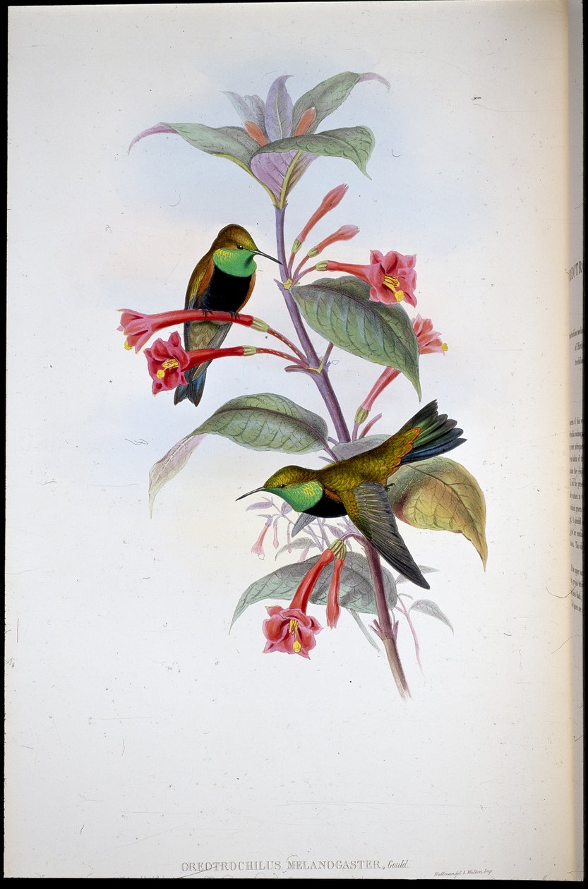 نجم التل أسود الصدر (Oreotrochilus Melanogaster) (ليثو ملون يدويًا) بواسطة جون (بعد) جولد