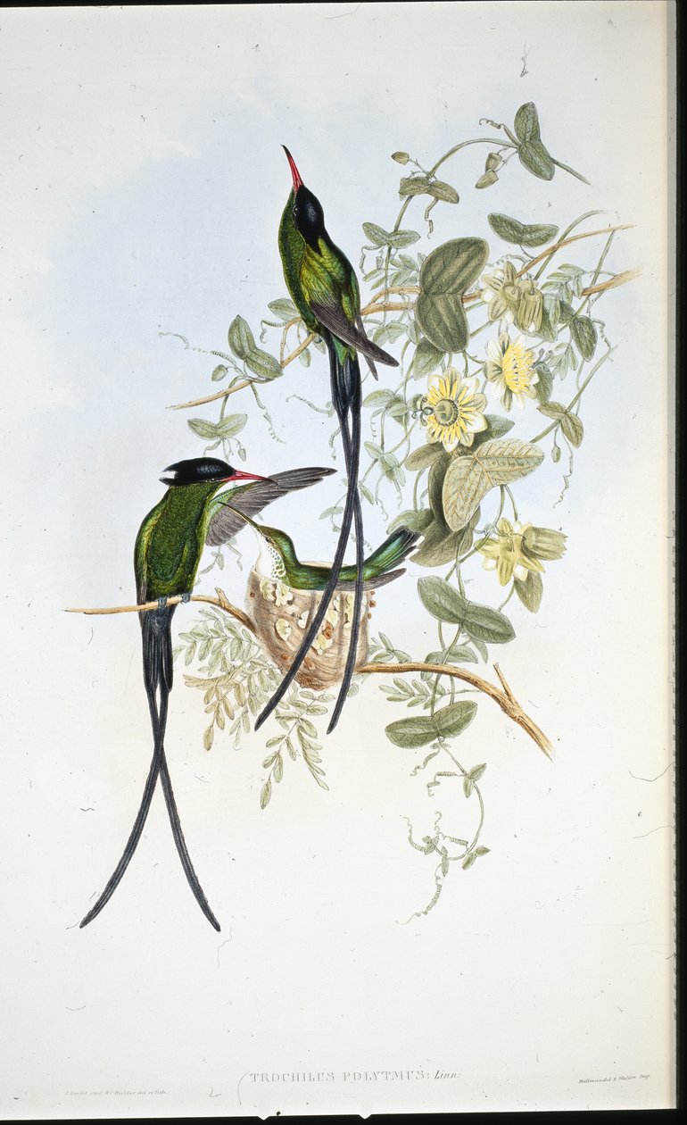 Black-capped humming bird (Trochilus polytmus) (hand-coloured litho) بواسطة جون (بعد) جولد