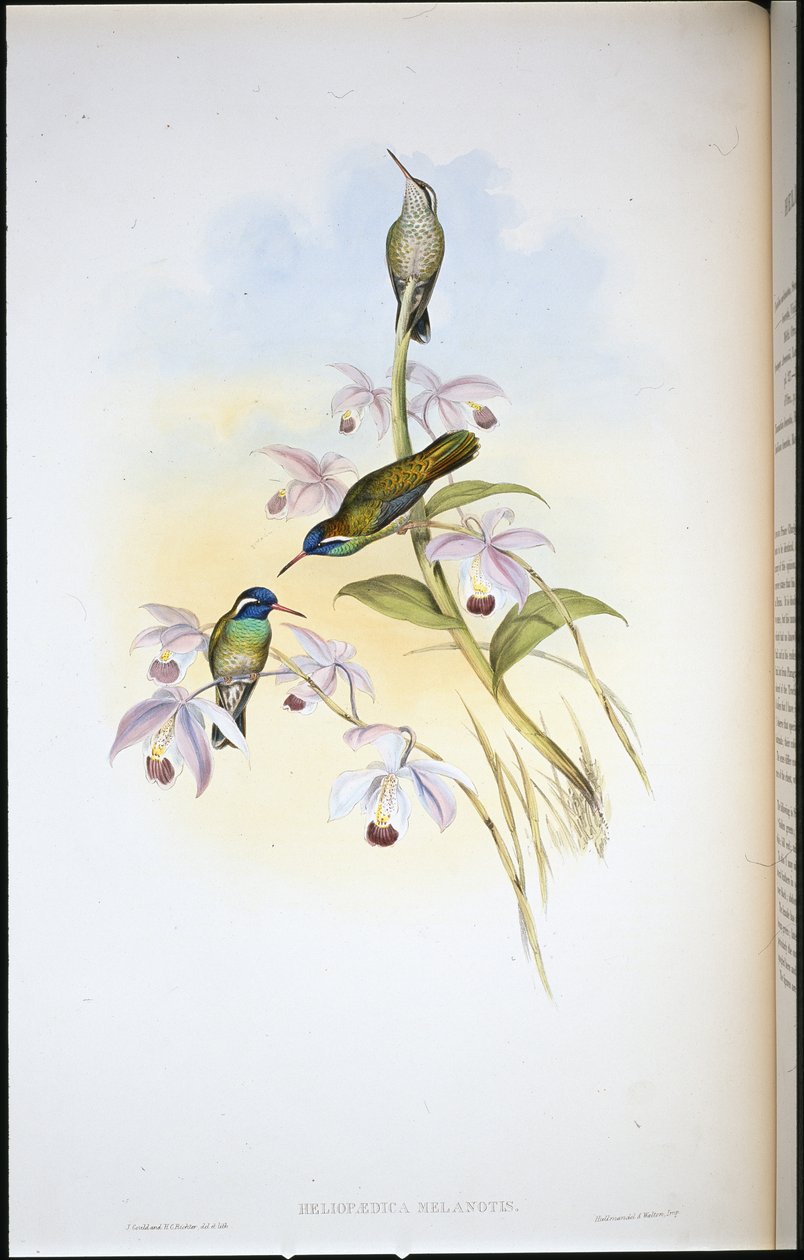 Black-eared Humming-bird (Heliopaedica Melanotis) (hand-coloured litho) بواسطة جون (بعد) جولد