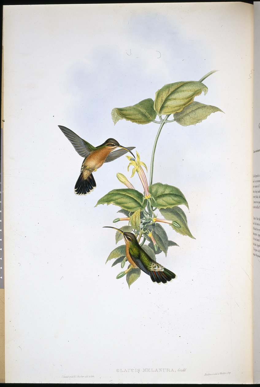 Black-tailed Hermit (Glaucis Melanura) (hand-coloured litho) بواسطة جون (بعد) جولد