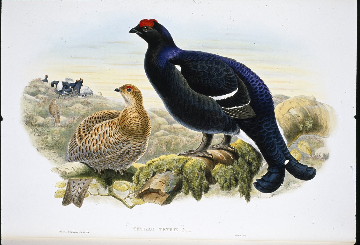 Blackcock (Tetrao Tetrix) (hand-coloured litho) بواسطة جون (بعد) جولد