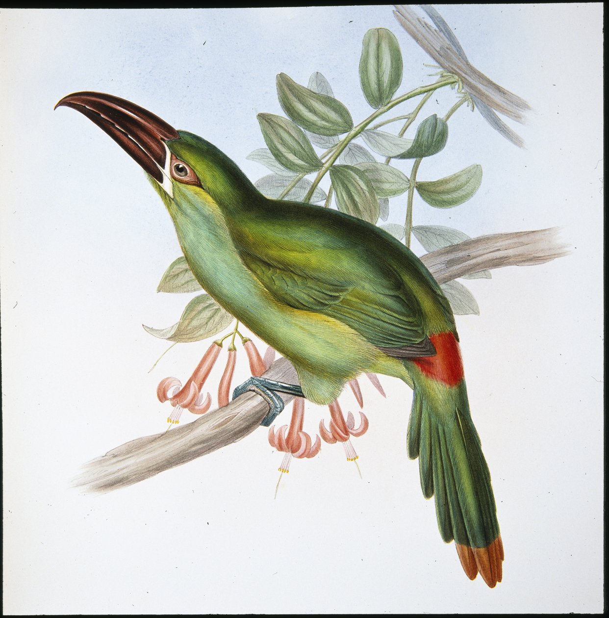 Blood-rump Groove-bill Toucan (Aulacoramphus Haematopygius) (hand-coloured litho) بواسطة جون (بعد) جولد