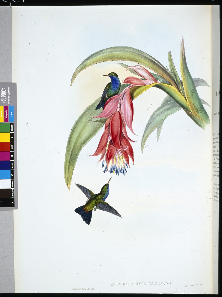 الياقوت الأزرق الصدر (Eucephala Hypocyanea) (ليثو ملون يدويًا) بواسطة جون (بعد) جولد
