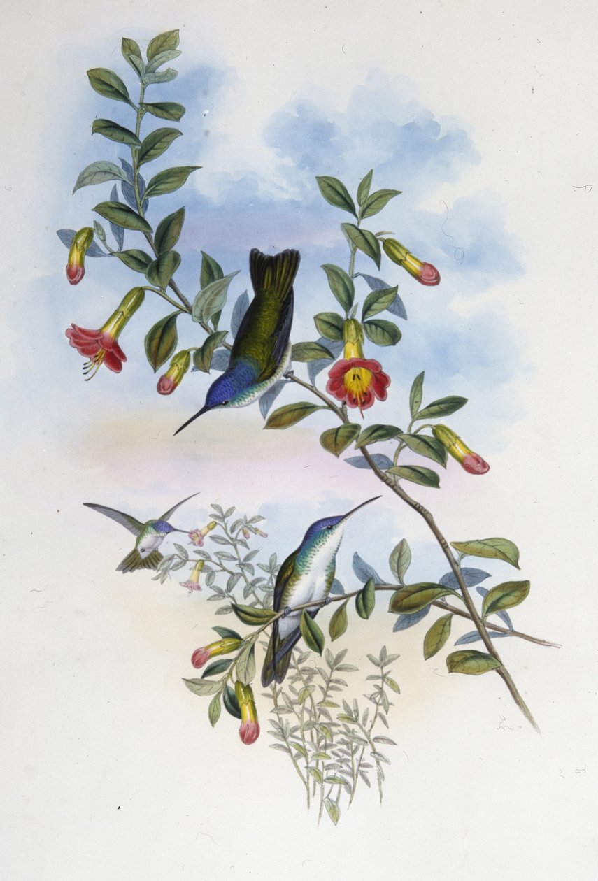 Blue-necked Azure Crown (Cyanomyia Cyanocollis) (hand-coloured litho) بواسطة جون (بعد) جولد