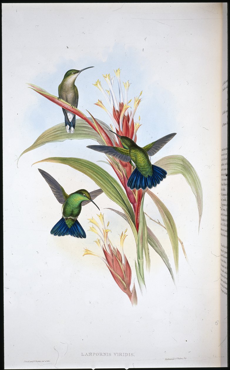 Blue-tailed Mango humming bird (Lampornis Viridis) (hand-coloured litho) بواسطة جون (بعد) جولد