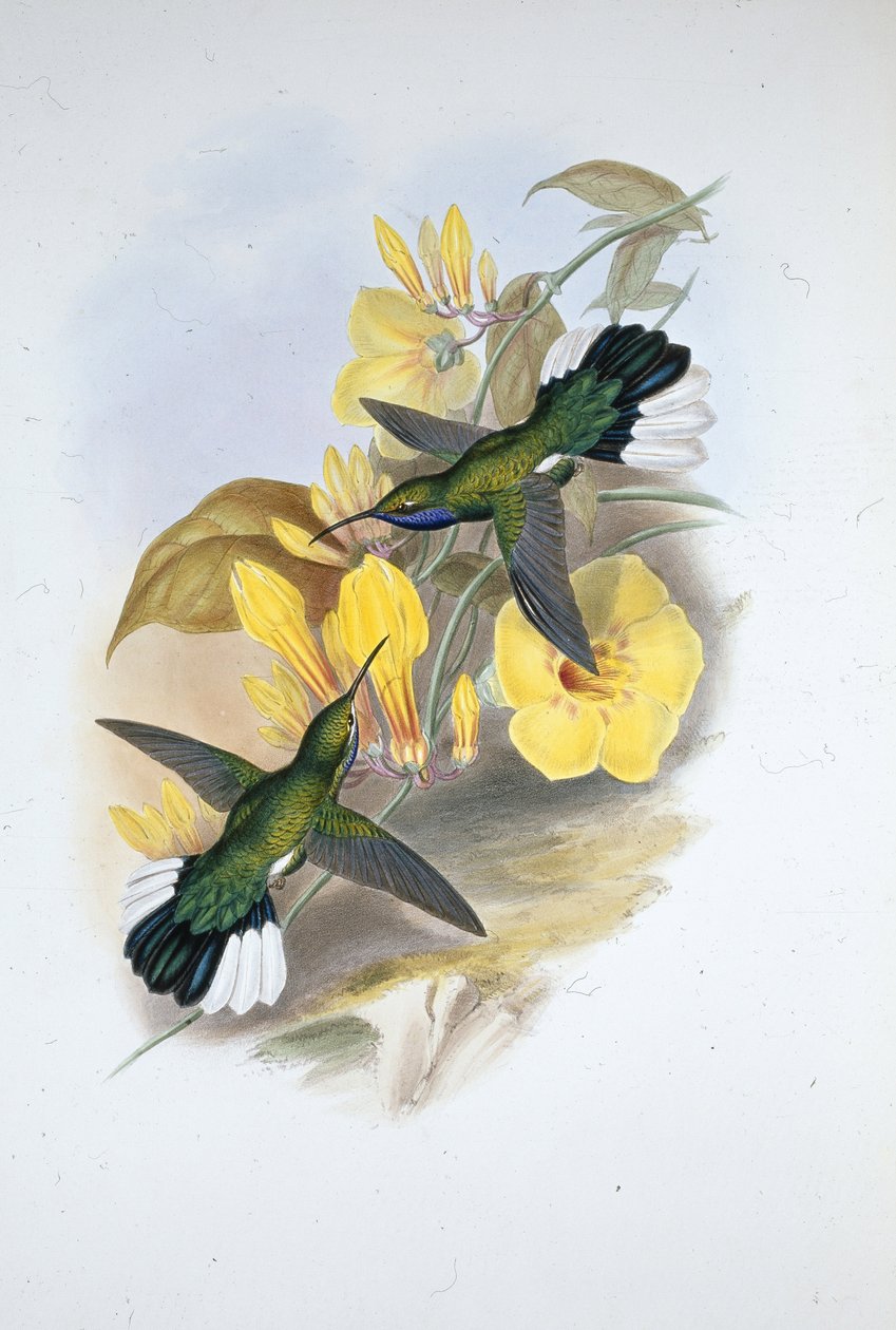 Blue-throated Sabre-wing (Campylopterus Ensipennis) (hand-coloured litho) بواسطة جون (بعد) جولد