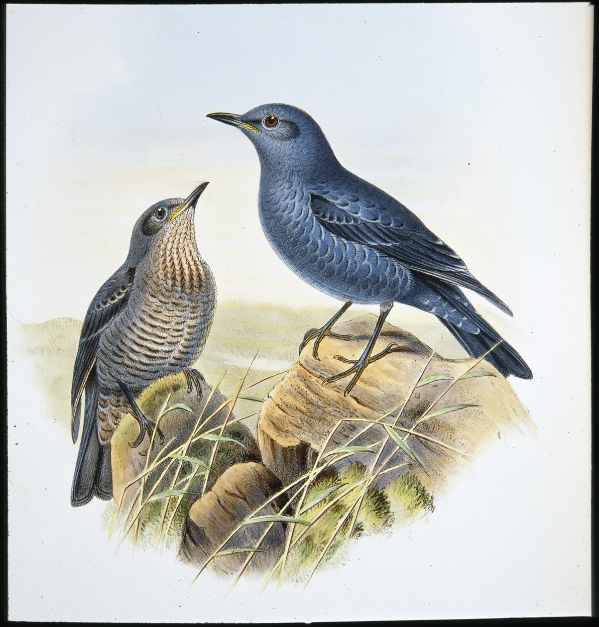 Blue Rock Thrush (Petrocossyphus Cyanus) (hand-coloured litho) بواسطة جون (بعد) جولد