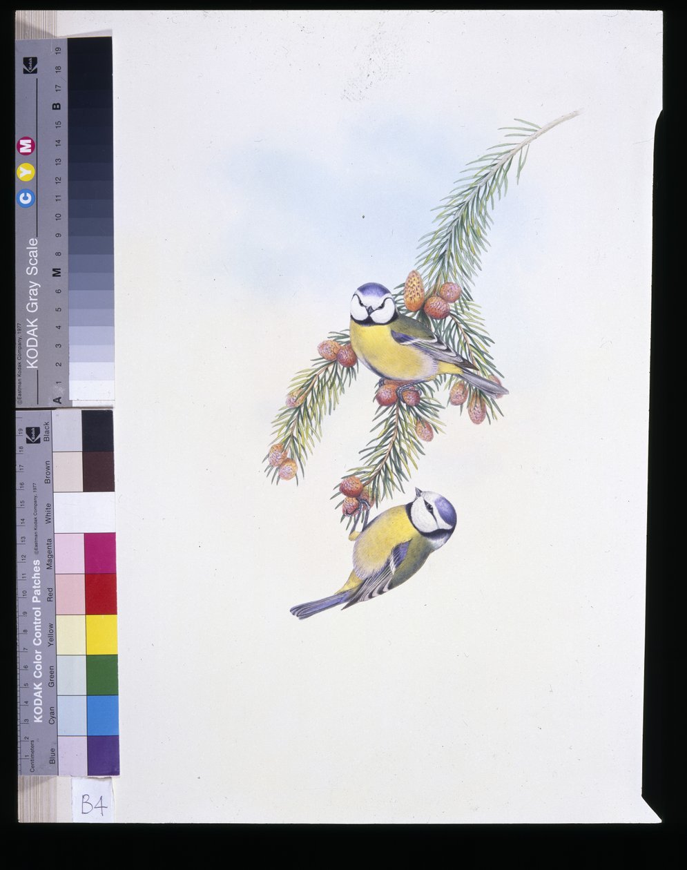 Blue Tit (Parus Caeruleus) (حجر ملون يدويًا) بواسطة جون (بعد) جولد