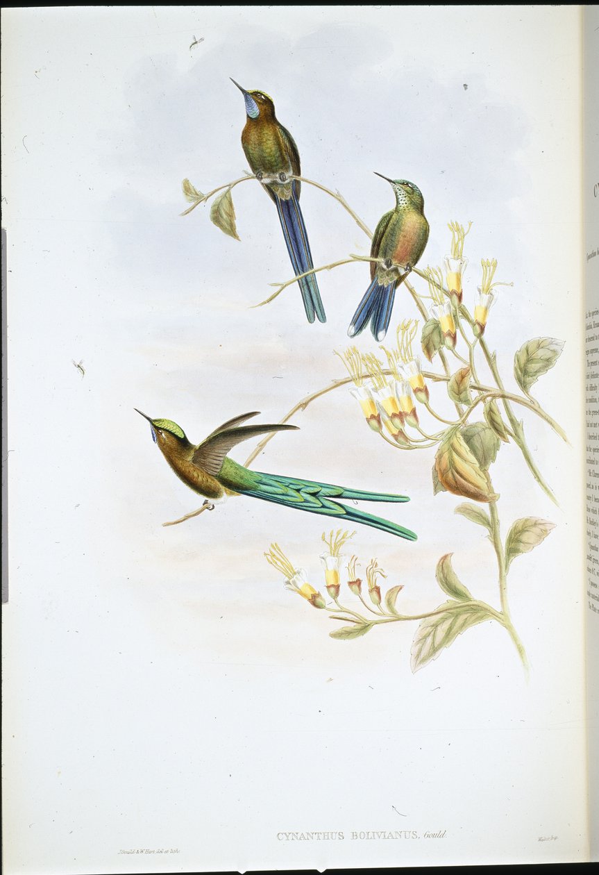Bolivian Sylph (Cynanthus Bolivianus) (hand-coloured litho) بواسطة جون (بعد) جولد
