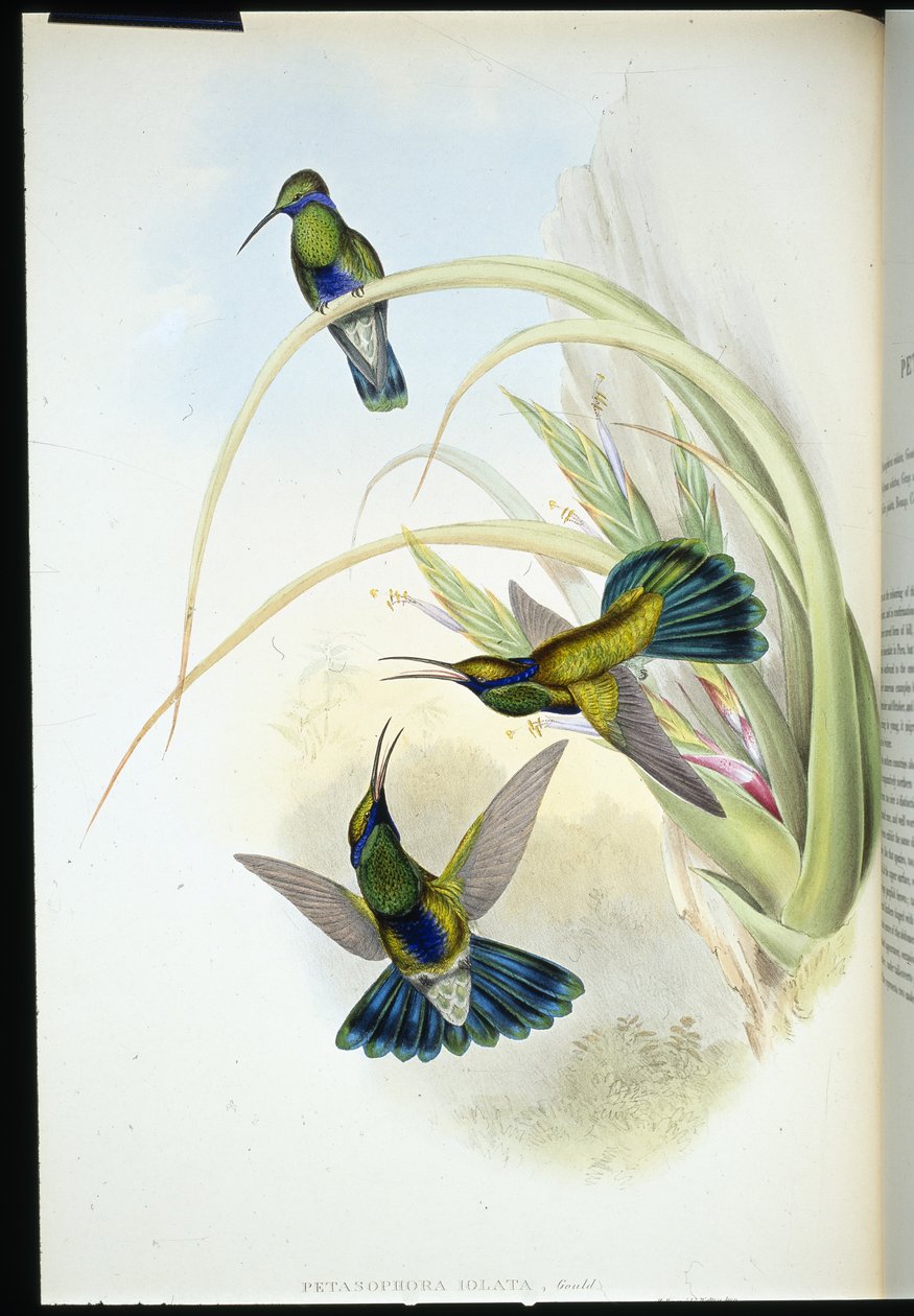 Bolivian Violet-ear (Petasophora Iolata) (hand-coloured litho) بواسطة جون (بعد) جولد