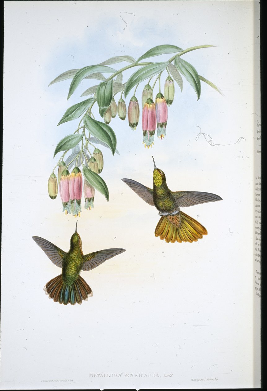 Brassy Tail (Metallura Aeneicauda) (hand-coloured litho) بواسطة جون (بعد) جولد