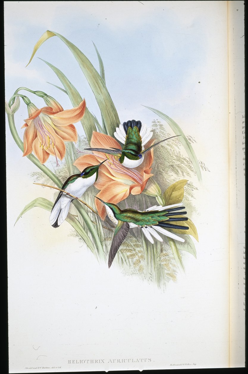 الجنية البرازيلية (Heliothrix Auriculatus) (ليثو ملون يدويًا) بواسطة جون (بعد) جولد