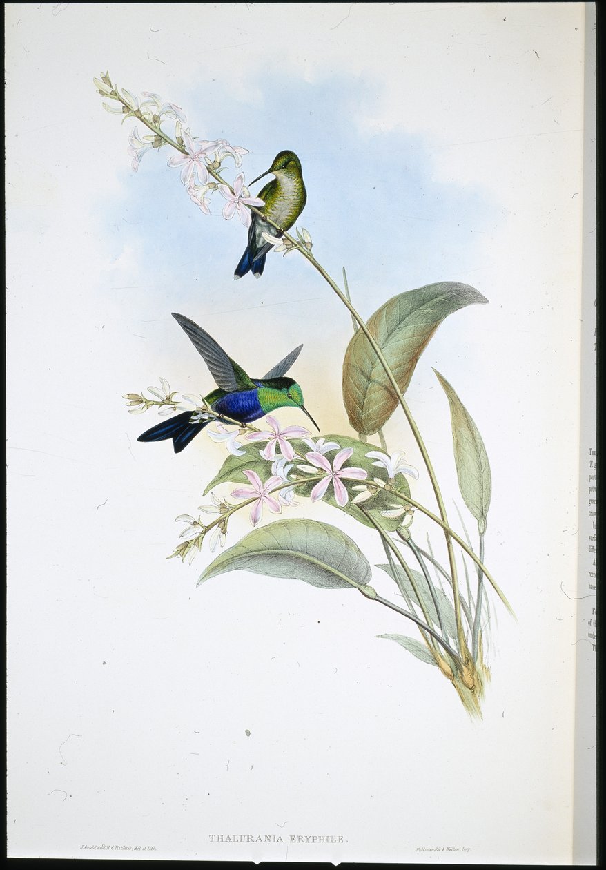 Brazilian Panoplites (Thalurania Eryphile) (hand-coloured litho) بواسطة جون (بعد) جولد