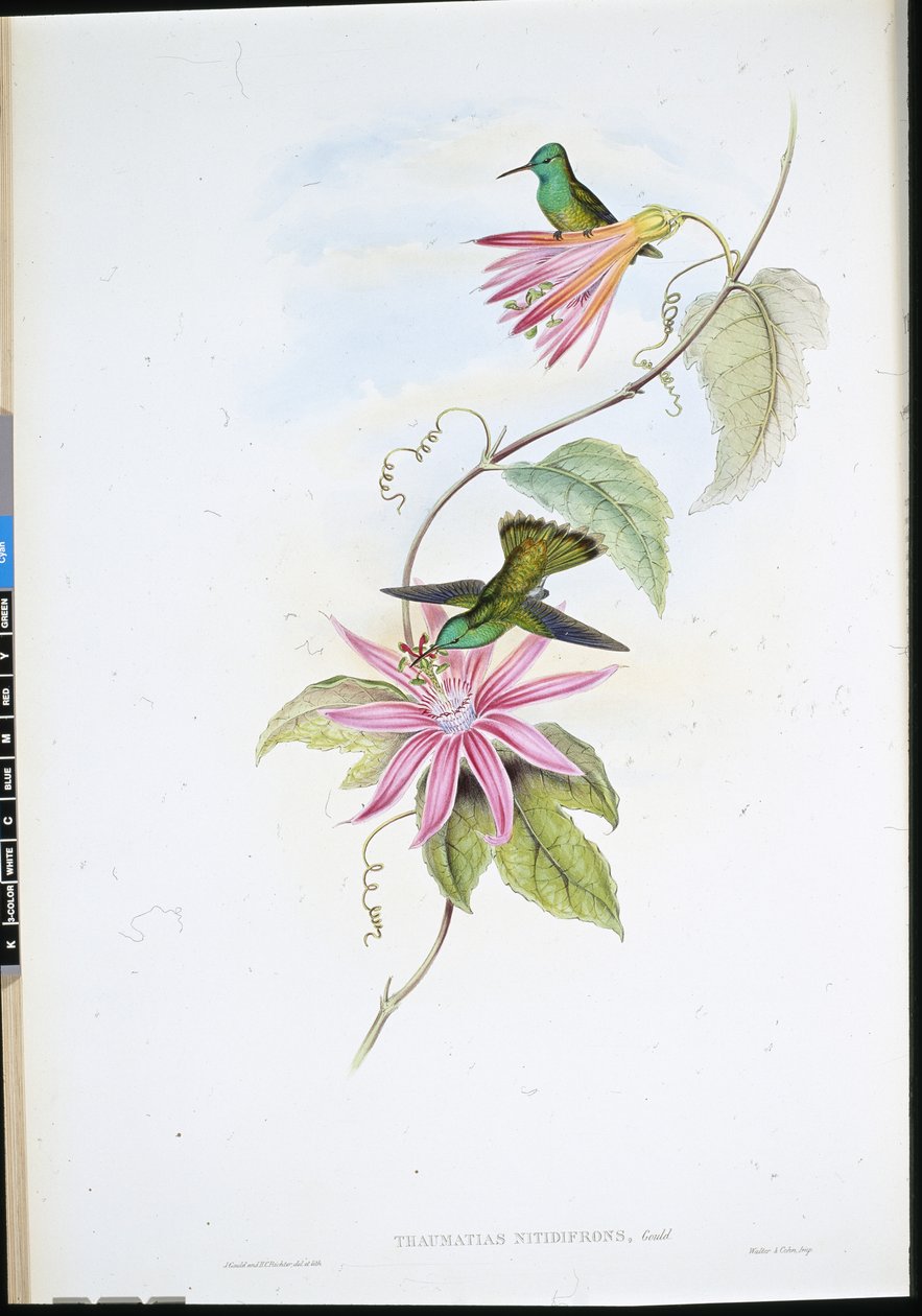 Brilliant-fronted Emerald (Thaumatias Nitidifrons) (hand-coloured litho) بواسطة جون (بعد) جولد