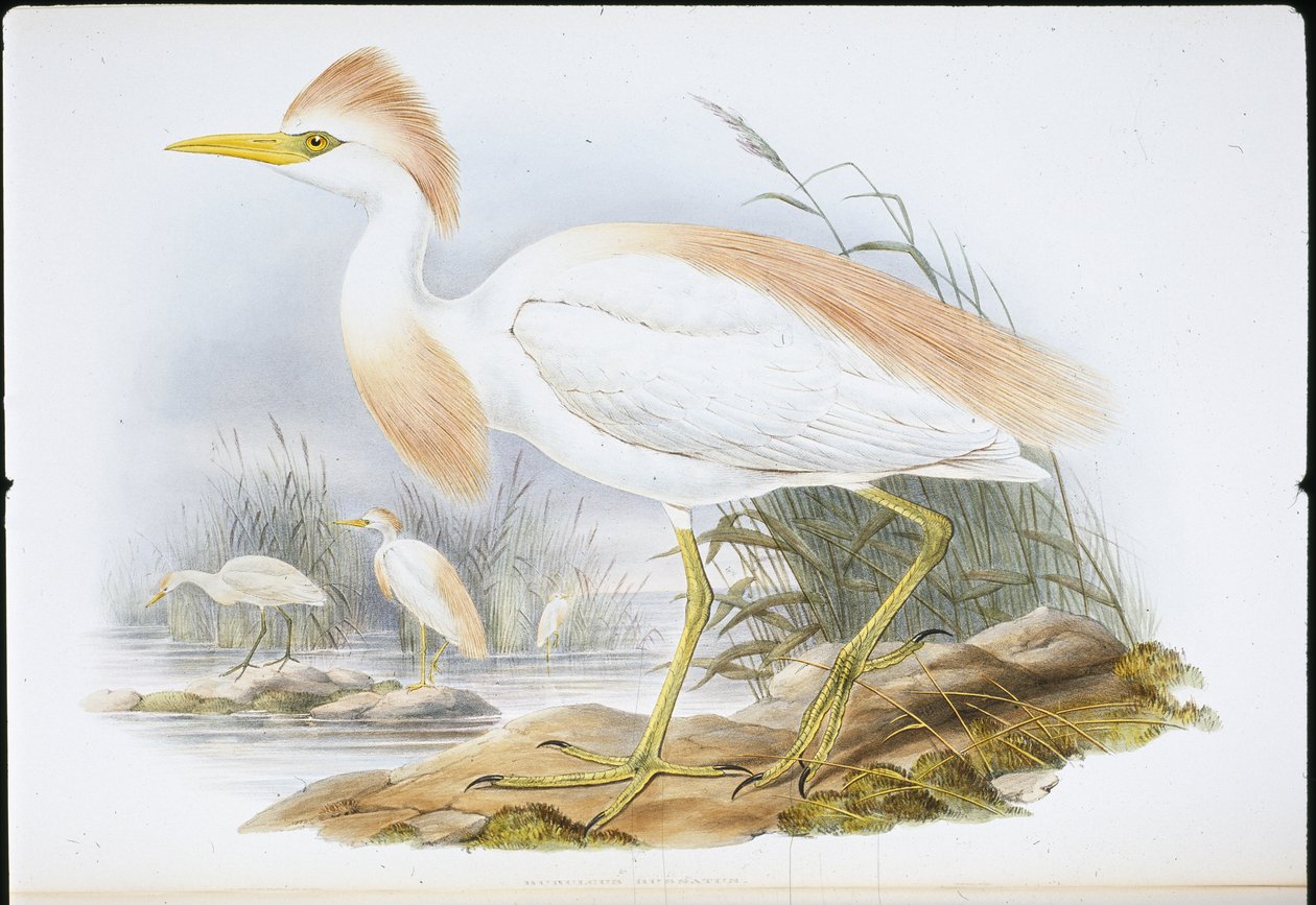 Buff-backed Heron (Bubulcus Rassatus) (hand-coloured litho) بواسطة جون (بعد) جولد