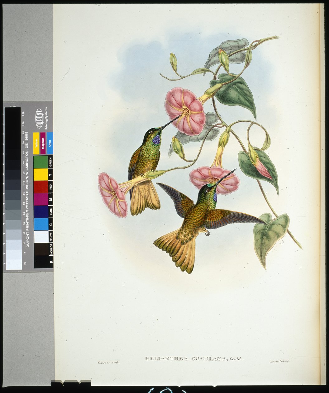 Buff-tailed Star-frontlet (helianthea osculans) (hand-coloured litho) بواسطة جون (بعد) جولد