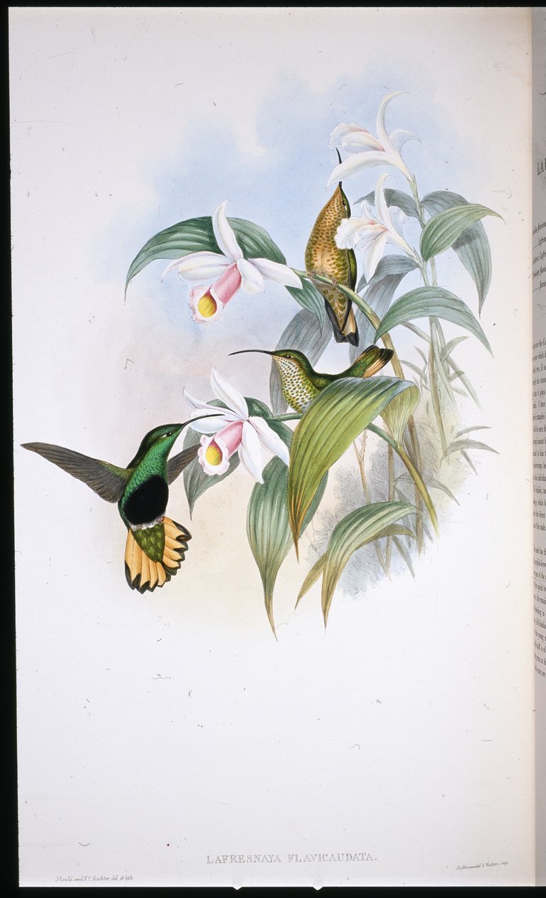Buff-tailed Velvet-breast (Lafresnaya Flavicaudata) (hand-coloured litho) بواسطة جون (بعد) جولد