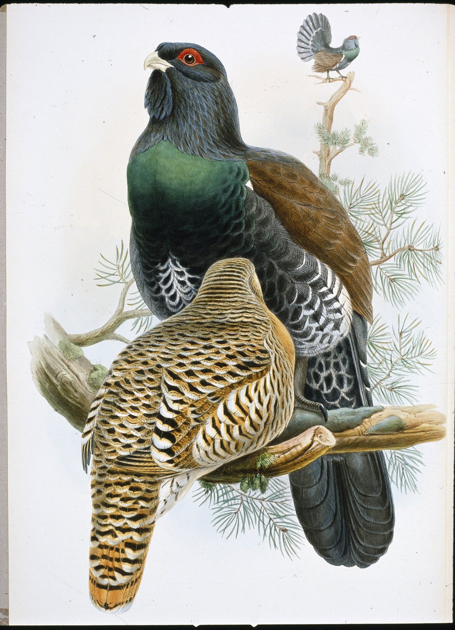 Capercailzie (Tetrao Urogallus) (hand-coloured litho) بواسطة جون (بعد) جولد