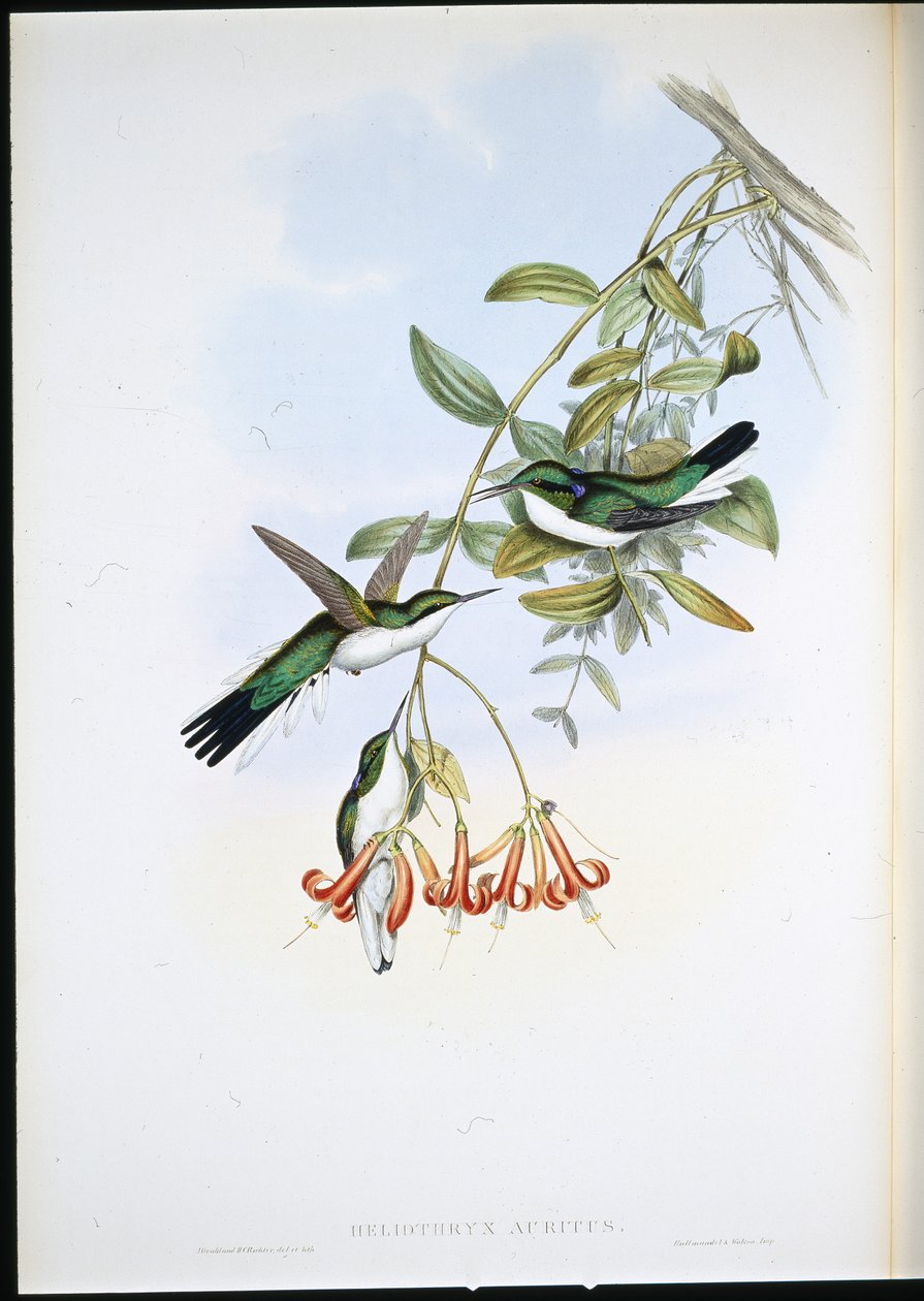 Cayene Fairy (Heliothryx Auritus) (hand-coloured litho) بواسطة جون (بعد) جولد