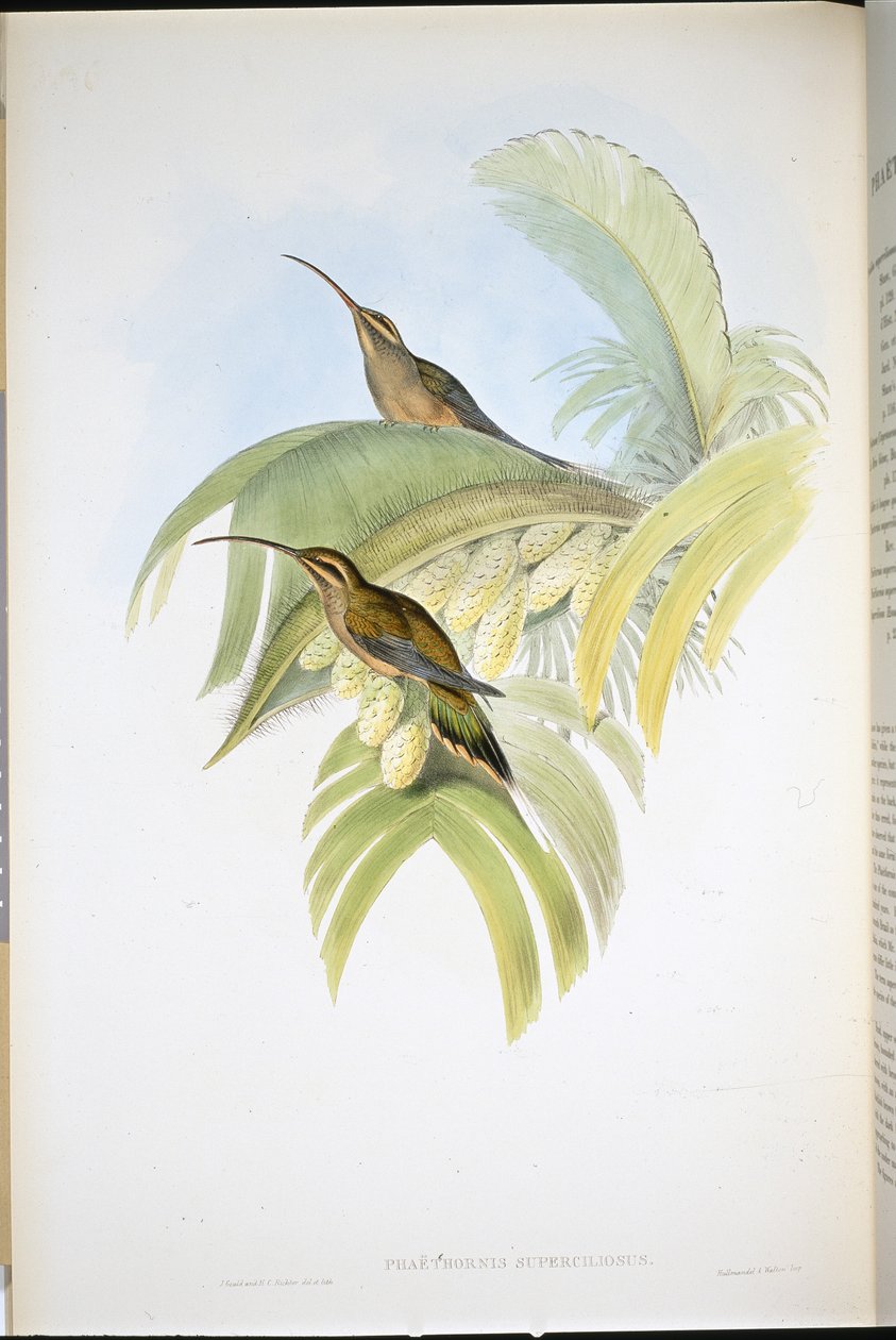 Cayenne Hermit (Phaethornis Superciliosus) (hand-coloured litho) بواسطة جون (بعد) جولد