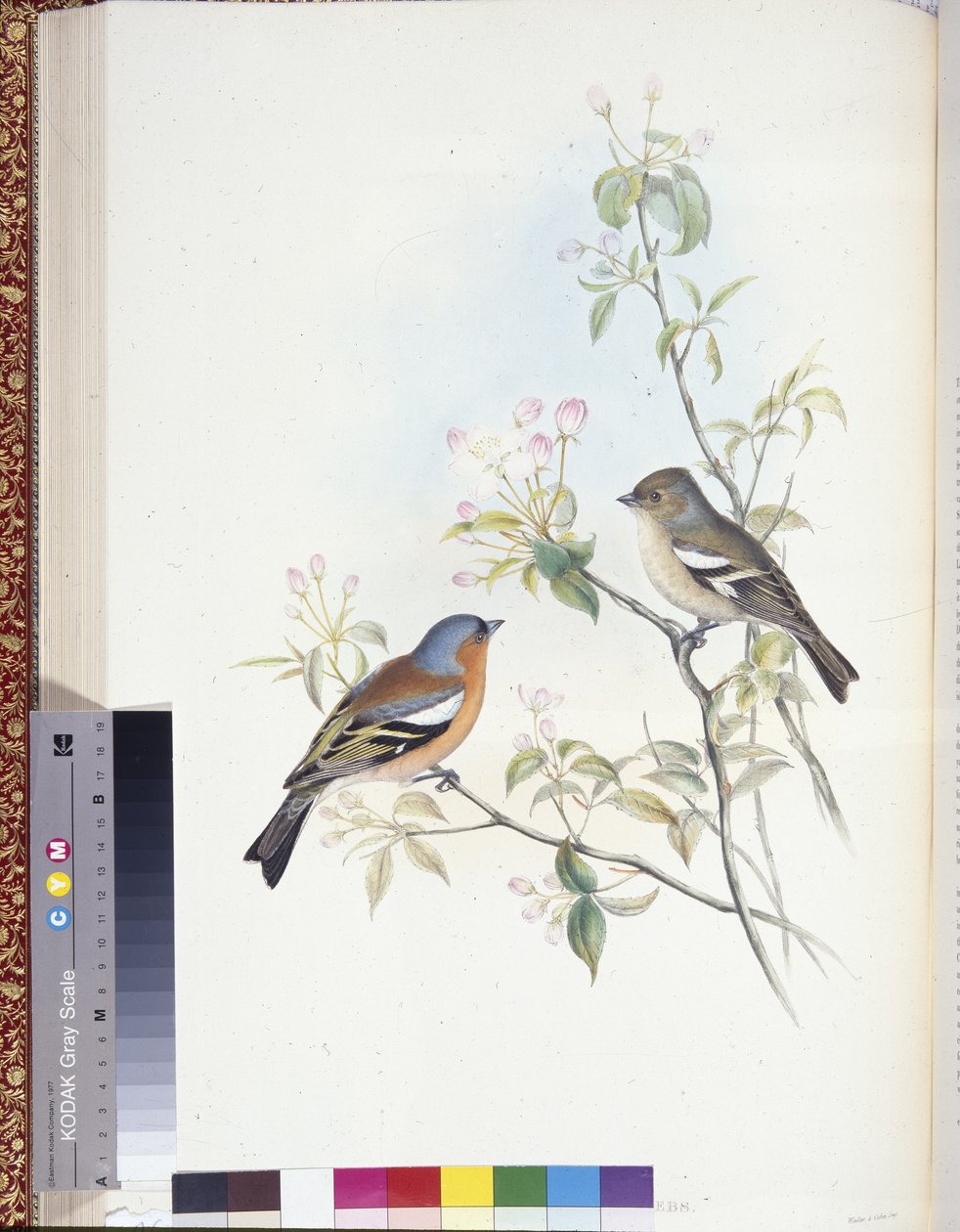 Chaffinch (Fringilla Caelebs) (hand-coloured litho) بواسطة جون (بعد) جولد