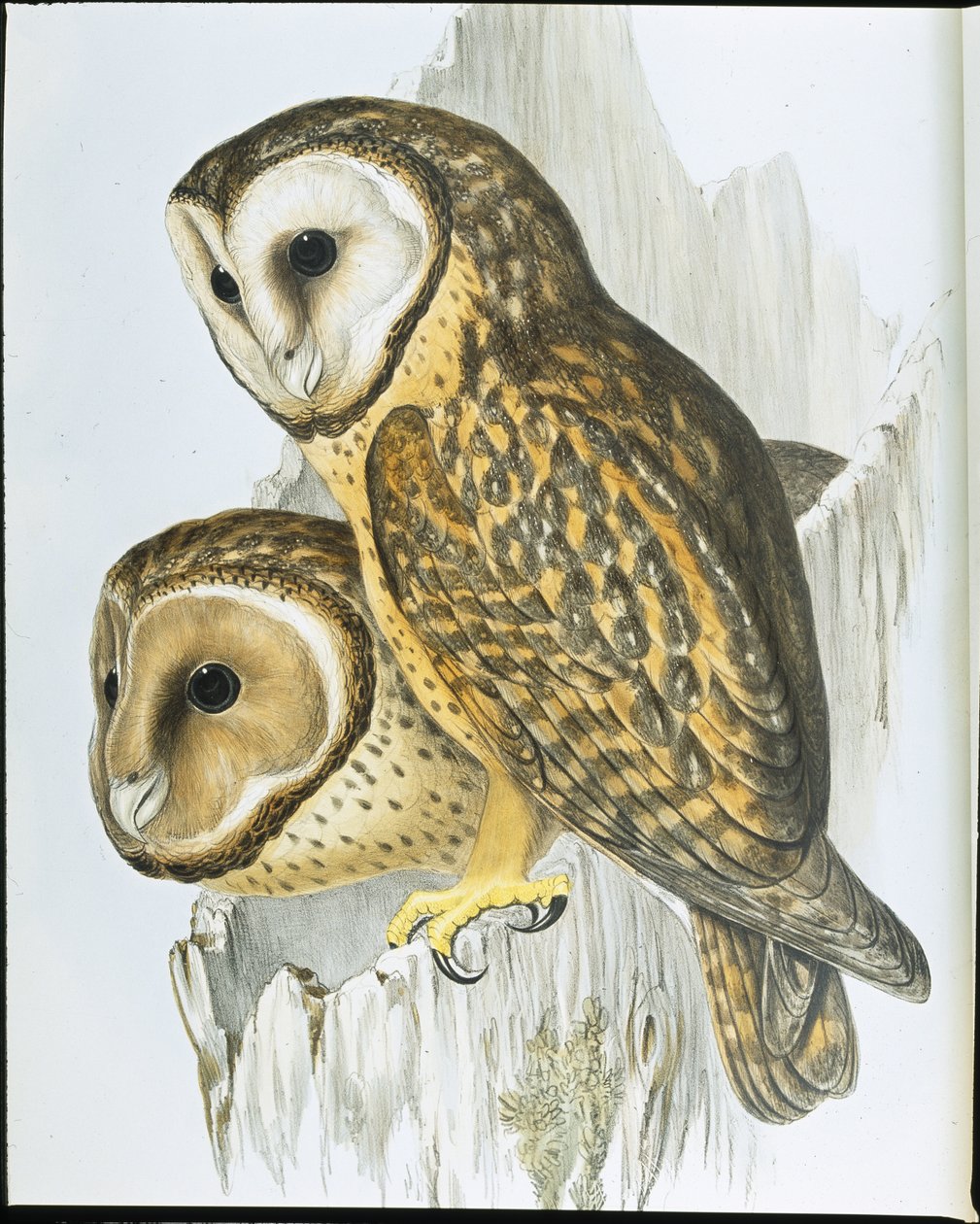 Chestnut faced Owl (Strix Castanops) (hand-coloured litho) بواسطة جون (بعد) جولد