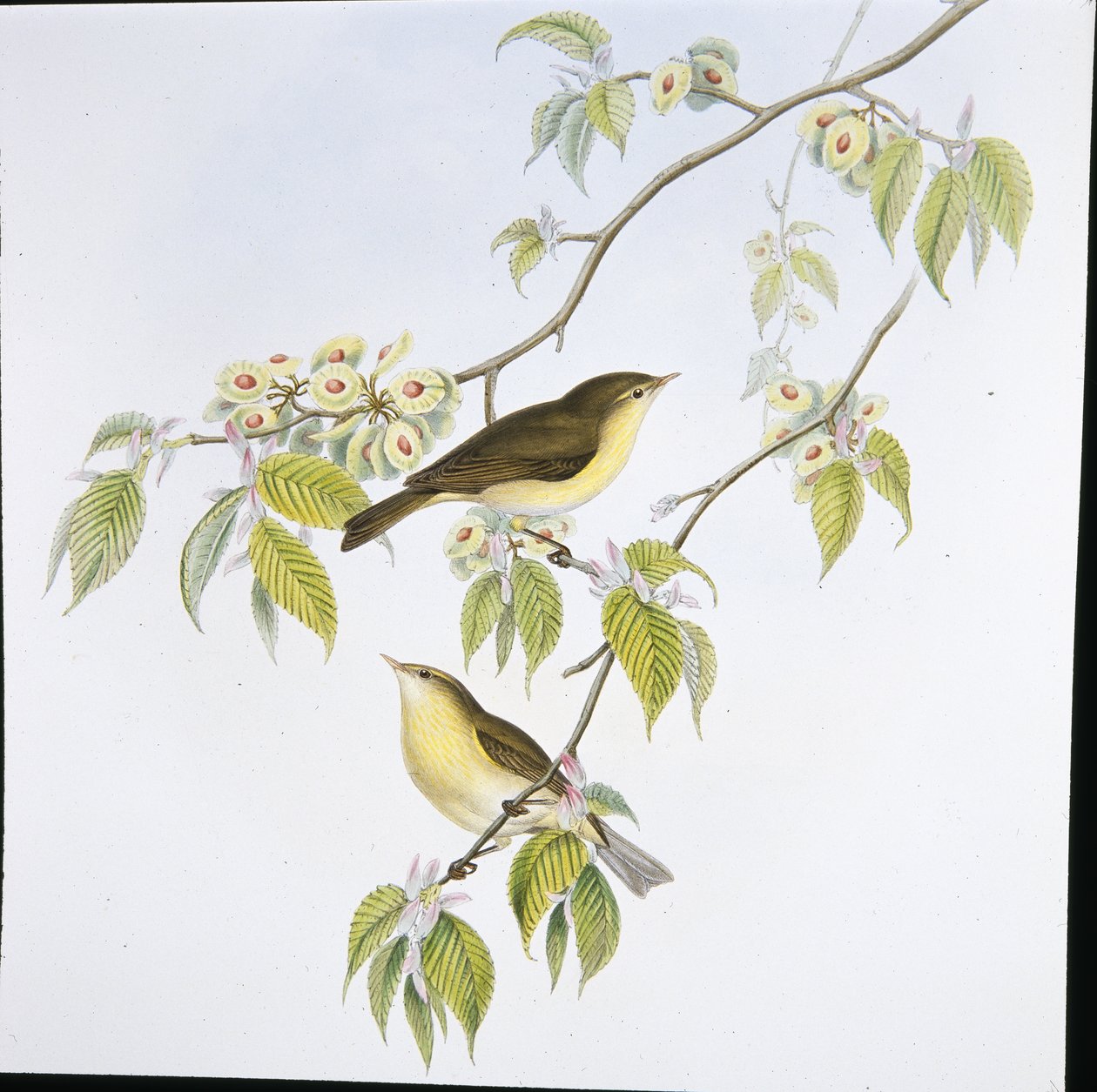 Chiff-Chaff (Phyllopneuste Rufa) (hand-coloured litho) بواسطة جون (بعد) جولد