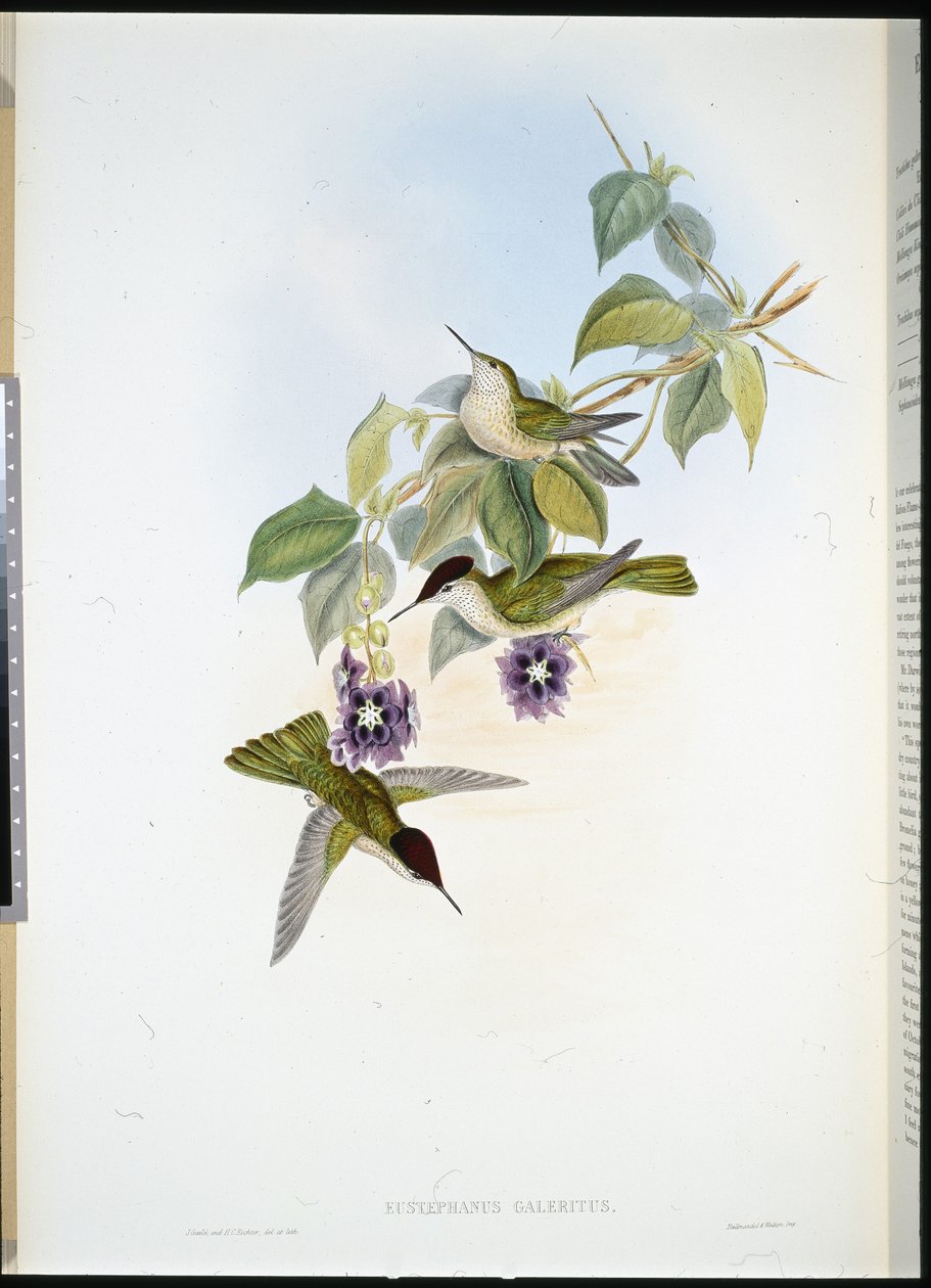 Chilian Fire-crown (Eustephanus Galeritus) (hand-coloured litho) بواسطة جون (بعد) جولد