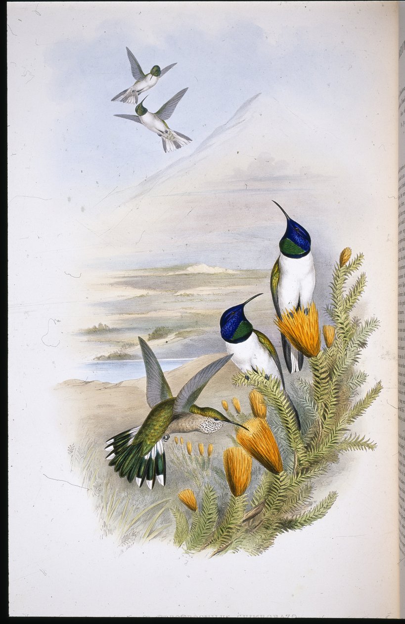 Chimobrazian Hill-Star (Oreotrochilus Chimborazo) (ليثو ملون يدويًا) بواسطة جون (بعد) جولد