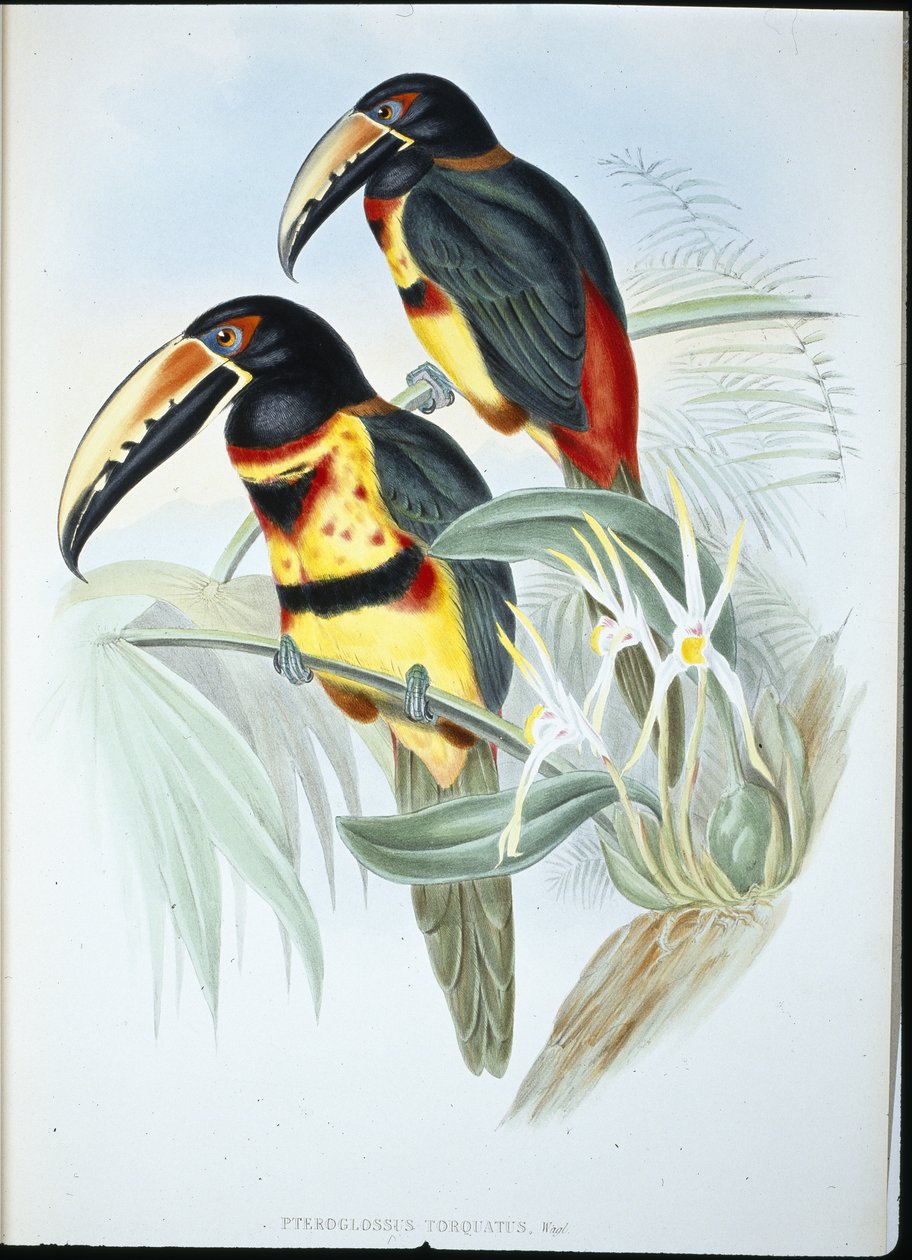 Collared AracariI (Pteroglossus Torquatus) (hand-coloured litho) بواسطة جون (بعد) جولد
