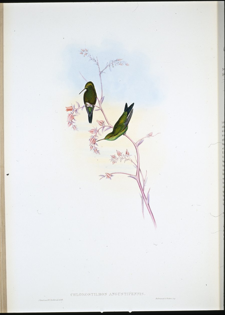 Columbian Emerald (Chlorostilbon Angustipennis) (hand-coloured litho) بواسطة جون (بعد) جولد