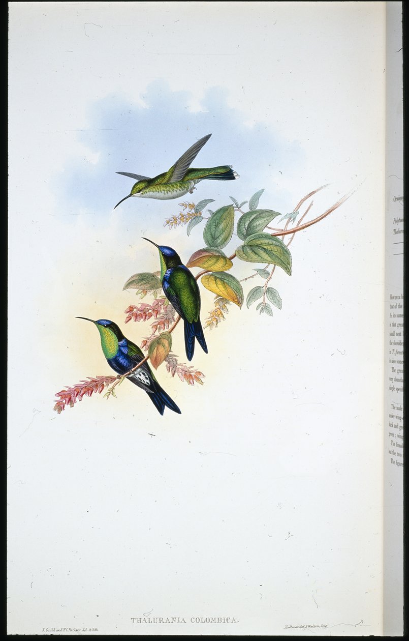 Columbian Panoplites / Coulmbian Wood-nymph (Thalurania Colombica) (hand-coloured litho) بواسطة جون (بعد) جولد