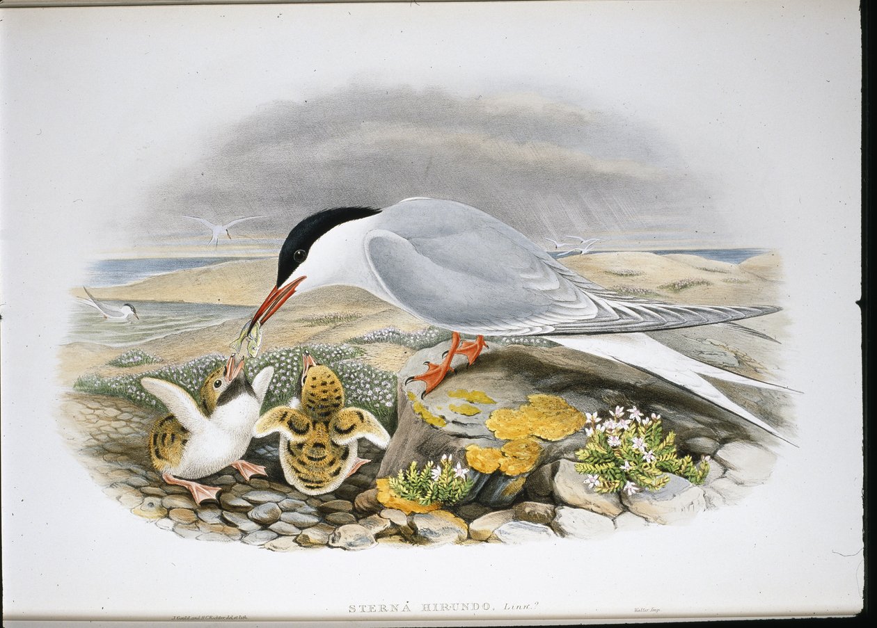 Common Tern (Stera Hirundo) (hand-coloured litho) بواسطة جون (بعد) جولد