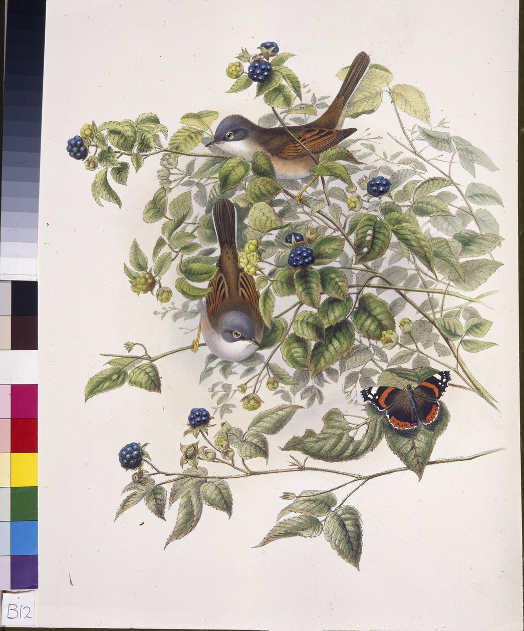 Common Whitethroat (Sylvia communis) (hand-coloured litho) بواسطة جون (بعد) جولد