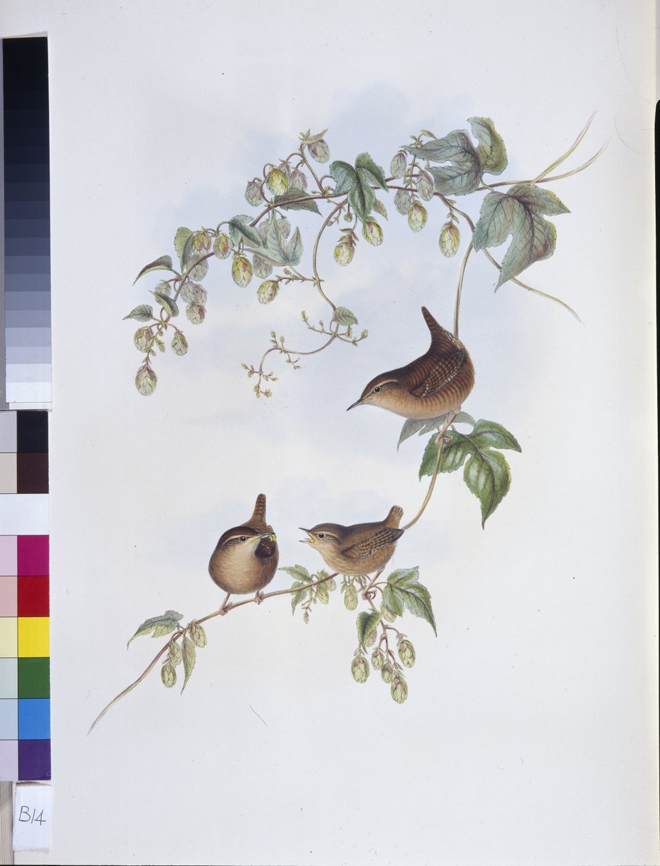 Common Wren (Troglodytes Europeus) (hand-coloured litho) بواسطة جون (بعد) جولد