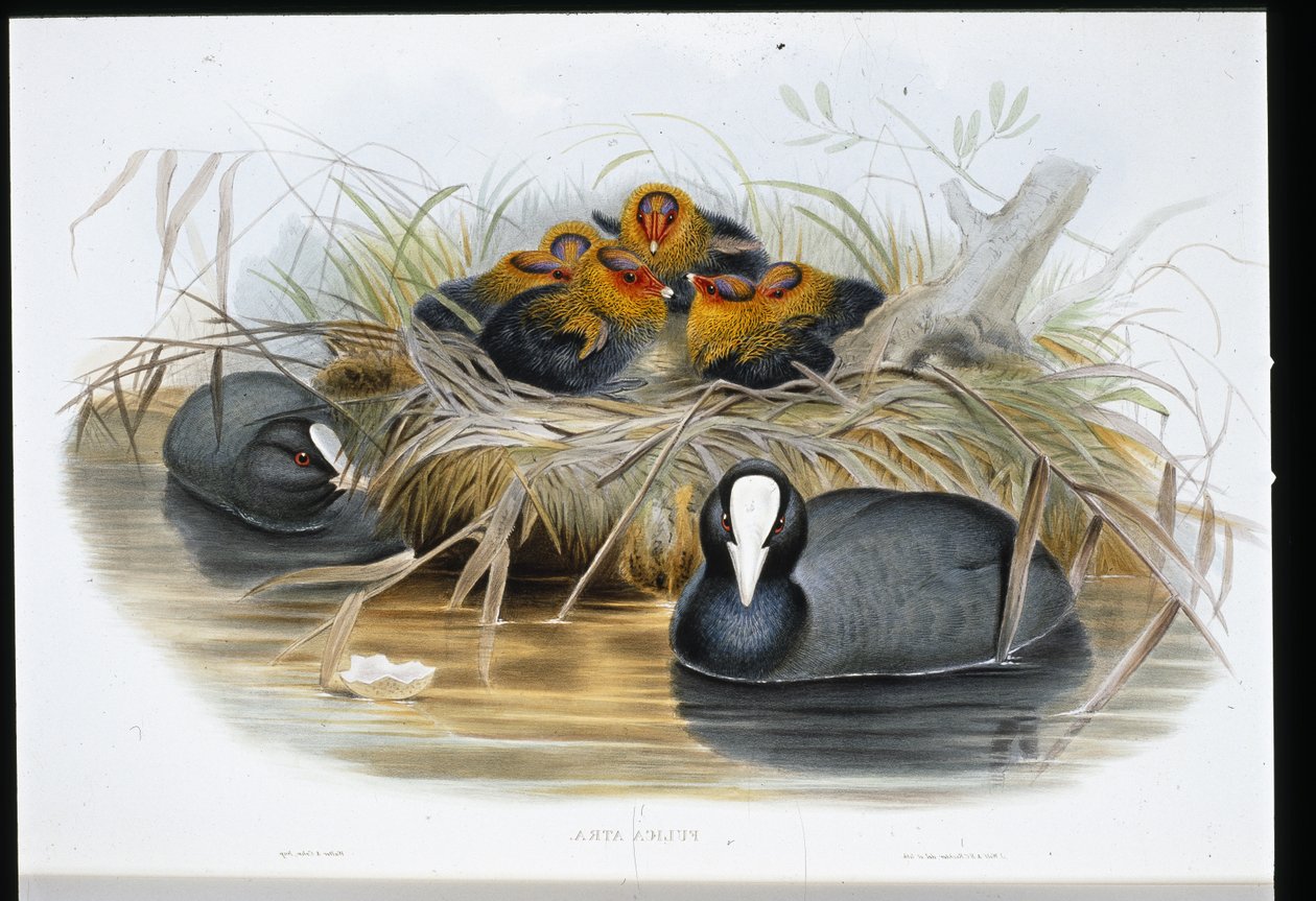 Coot (Fulica Atra) (ليثو ملون يدويًا) بواسطة جون (بعد) جولد