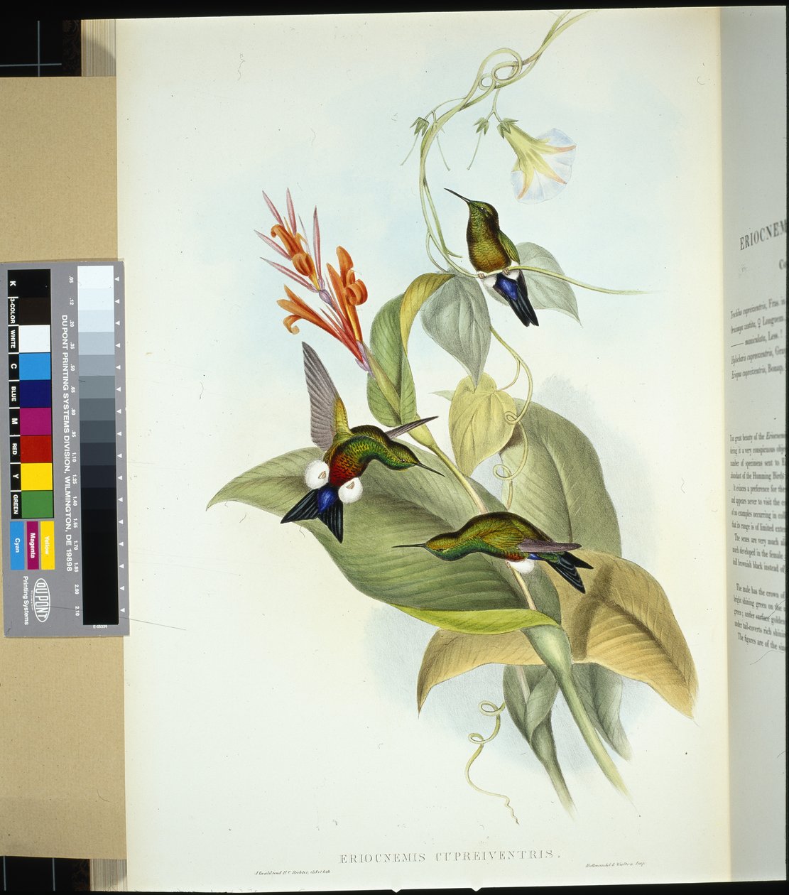 Coppery-bellied Puff Leg (eriocnemis cupreiventris) (hand-coloured litho) بواسطة جون (بعد) جولد