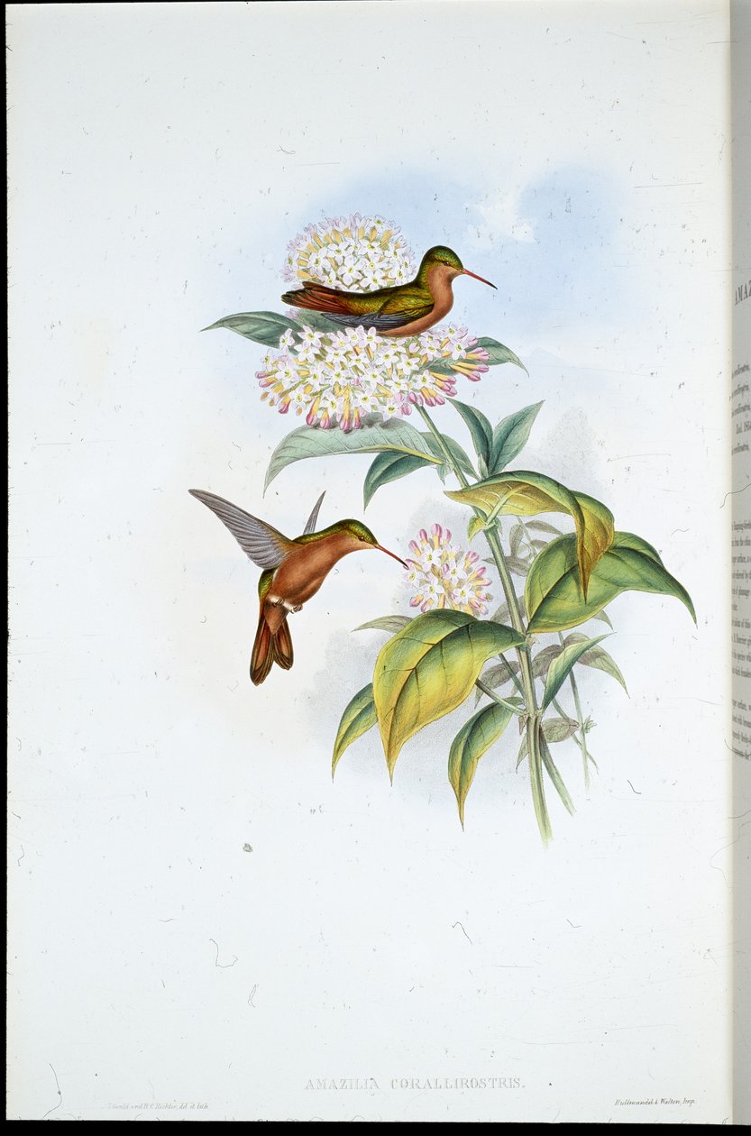Coral-billed Amazili (Amazilia Corallirostris) (hand-coloured litho) بواسطة جون (بعد) جولد