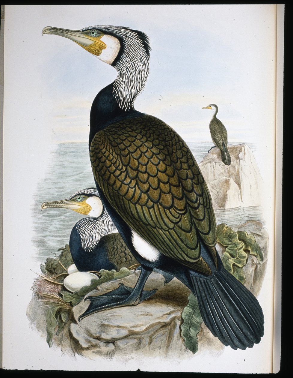 Cormorant (Phalacrocorax Carbo) (hand-coloured litho) بواسطة جون (بعد) جولد