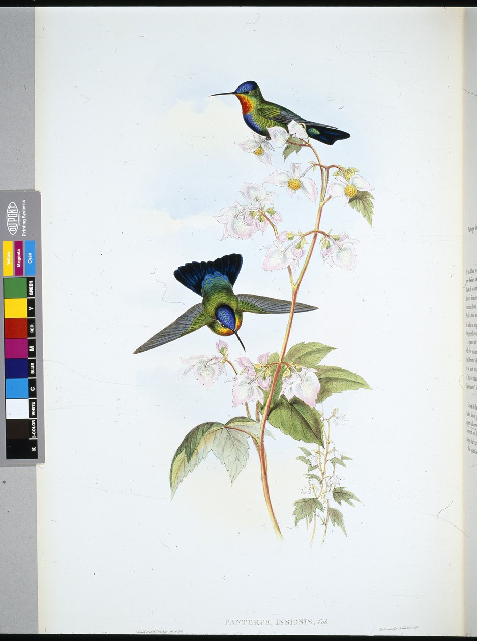 كوستاريكا الطائر الطنان (Panterpeinsignis) (ليثو ملون يدويًا) بواسطة جون (بعد) جولد