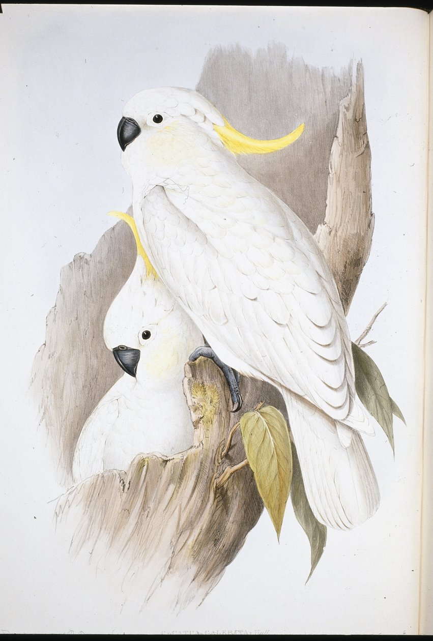 Crested Cockatoo (Cacatua Galerita ) (hand-coloured litho) بواسطة جون (بعد) جولد