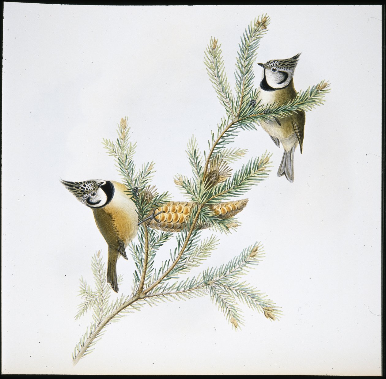 Crested Tit (Parus Cristatus) (hand-coloured litho) بواسطة جون (بعد) جولد