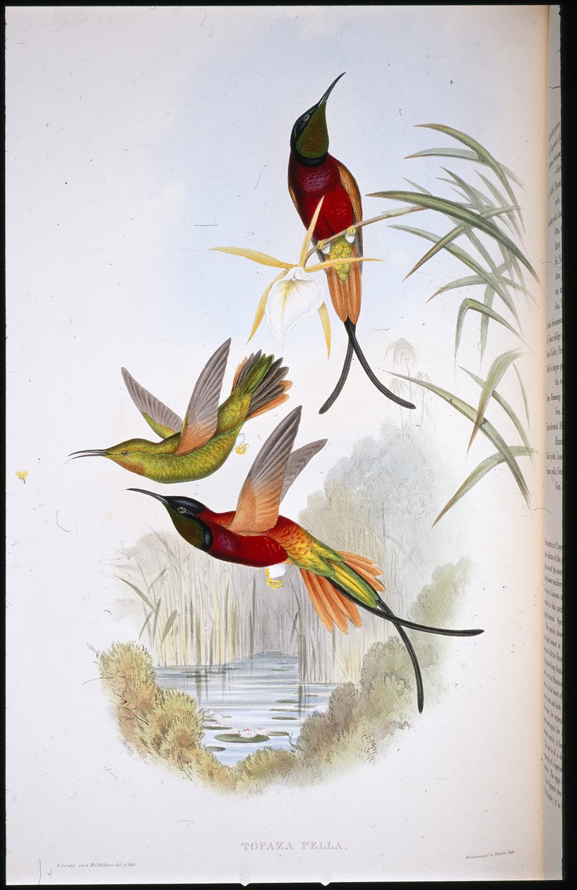 Crimson Topaz (Topaza Pella) (hand-coloured litho) بواسطة جون (بعد) جولد