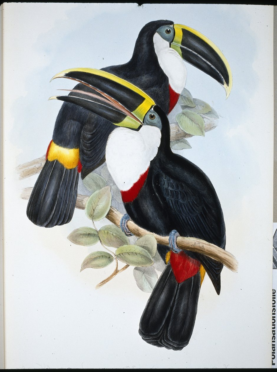 الطوقان المُتوج (Ramphastos Culminatus) (ليثو ملون يدويًا) بواسطة جون (بعد) جولد